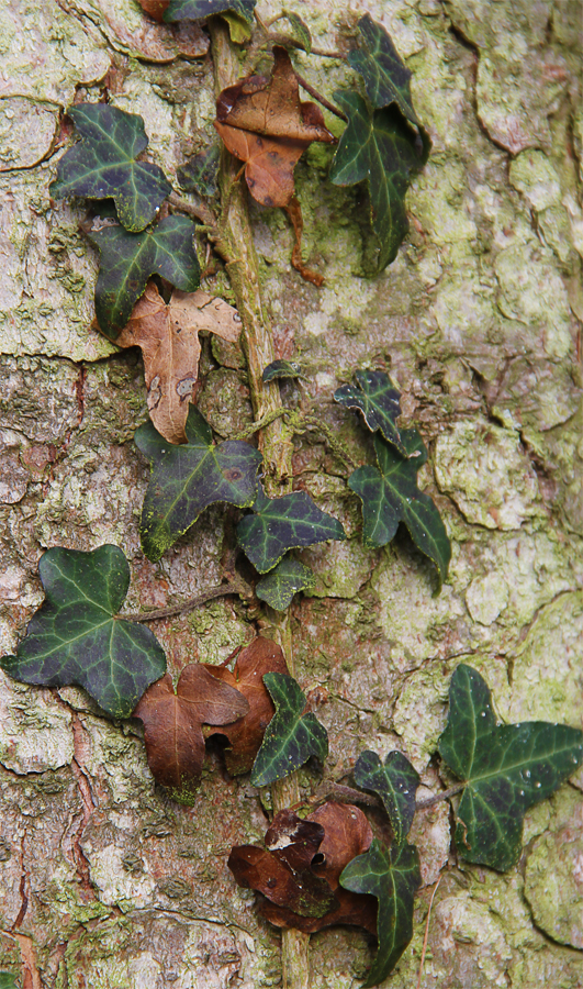 Efeu im Herbst