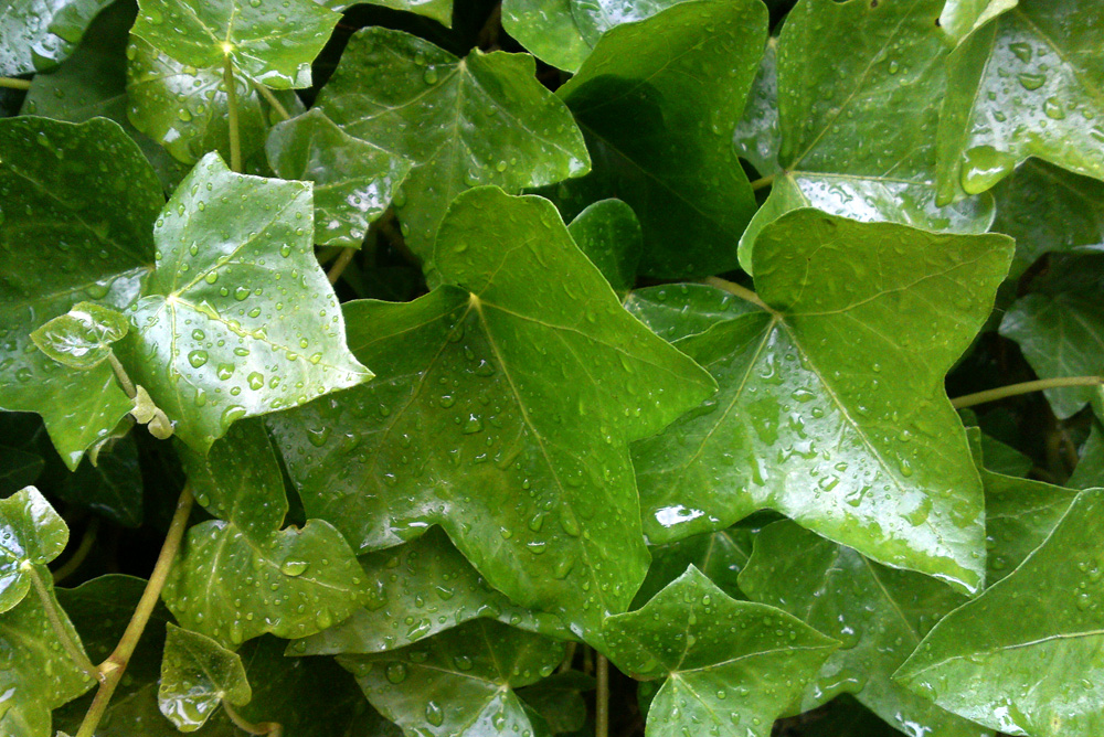 Efeu im Regen