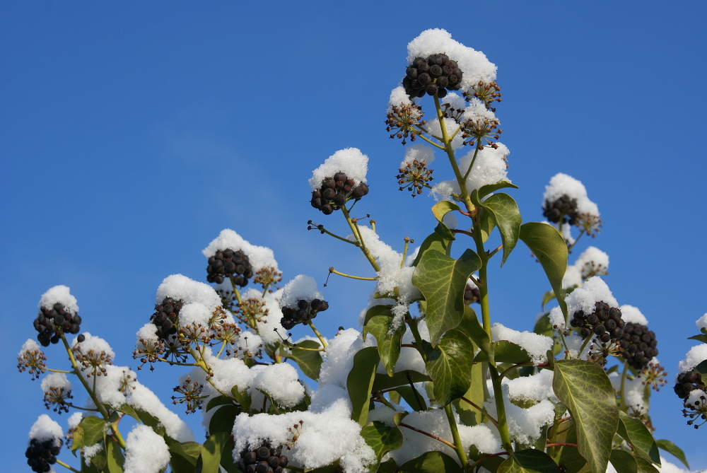 Efeu im Schnee