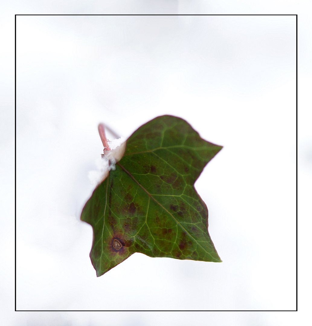 Efeu im Schnee