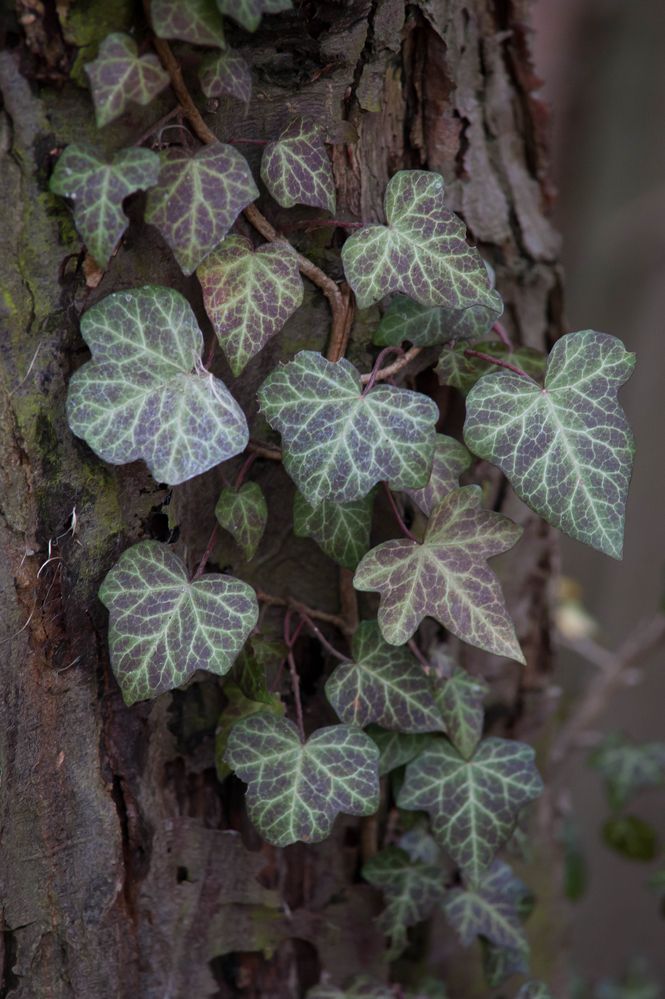 efeu im wald #7