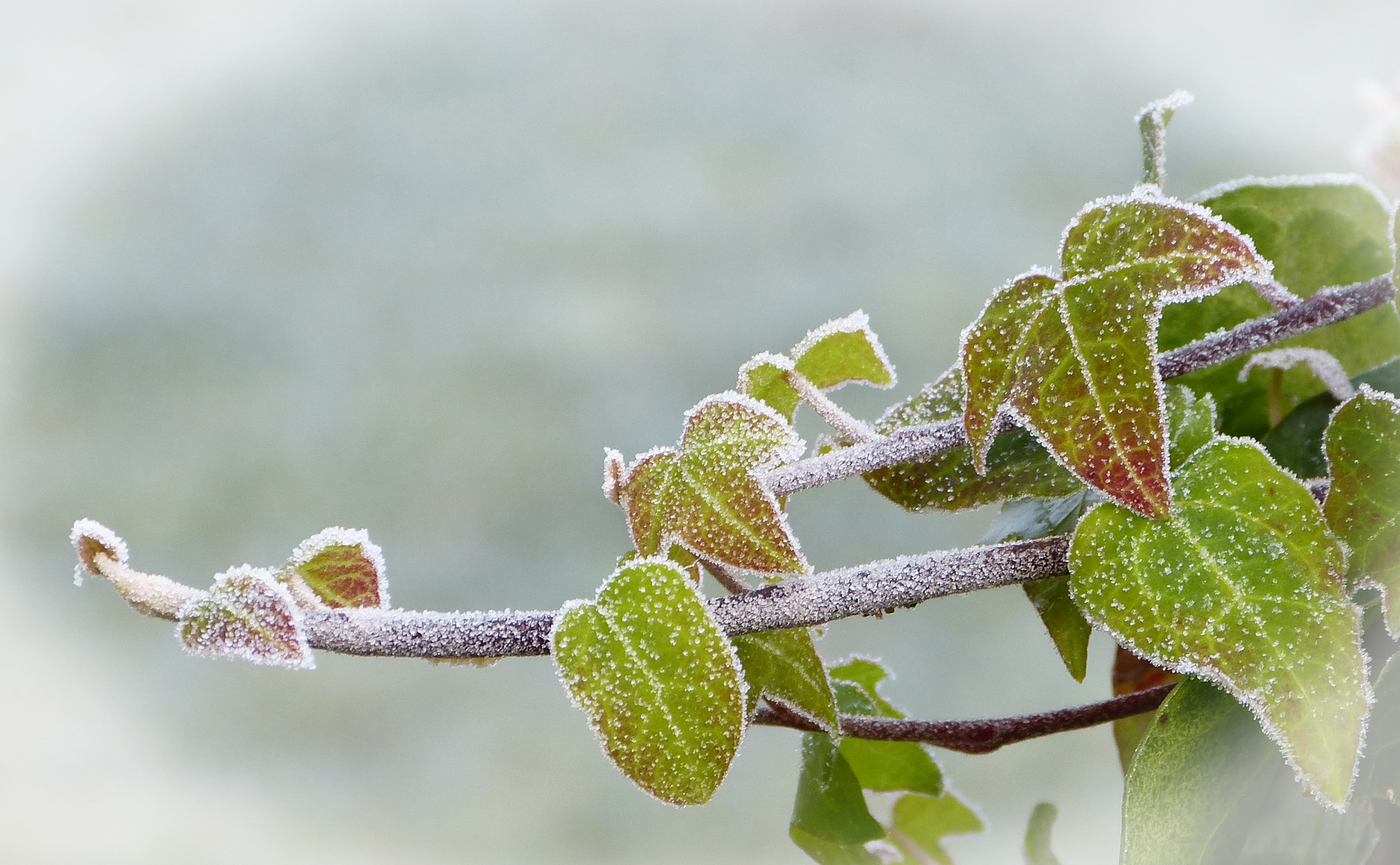 Efeu im Winter