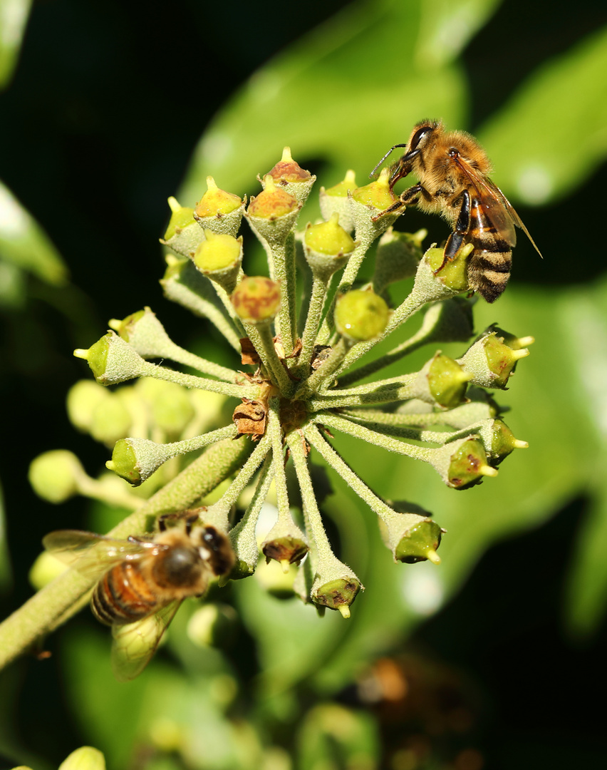 Efeu in Blüte ist sehr begehrt