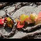 Efeu in Herbstsonne