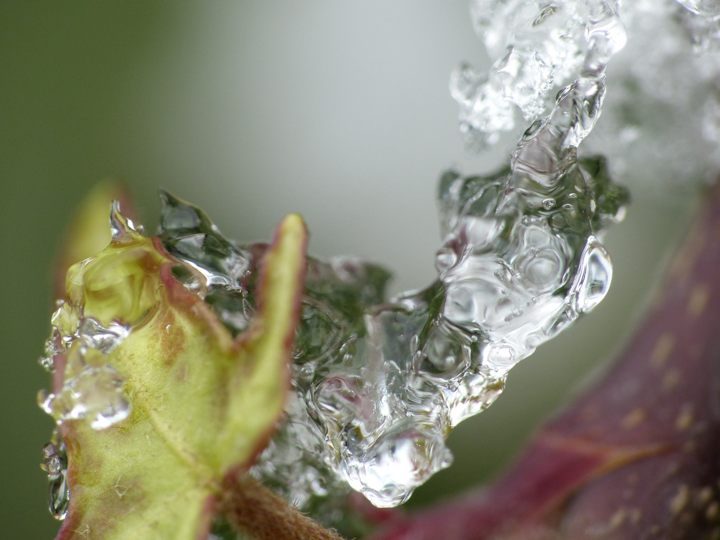 Efeu mit Eisgebilde