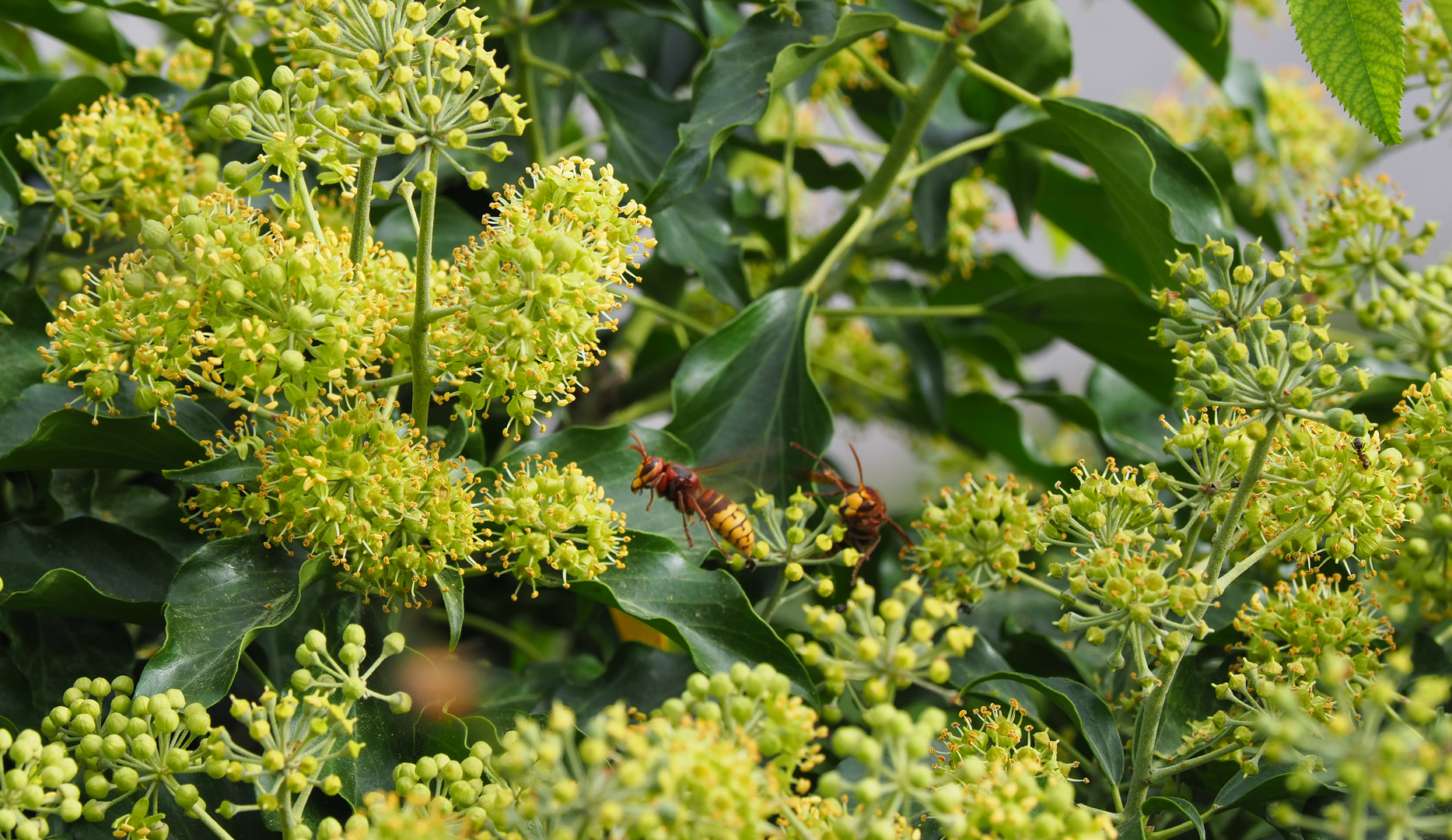 efeu mit hornissen Foto & Bild pflanzen, pilze & flechten, blüten