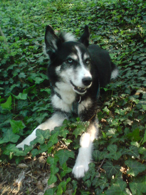 Efeu mit Hund