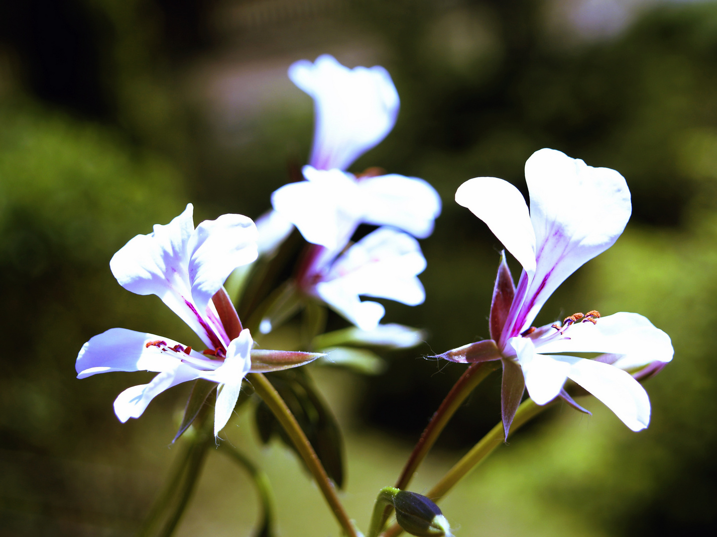 Efeu Pelargonie