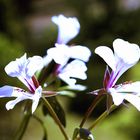 Efeu Pelargonie