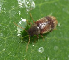 Efeu-Pochkäfer (Ochina ptinoides)