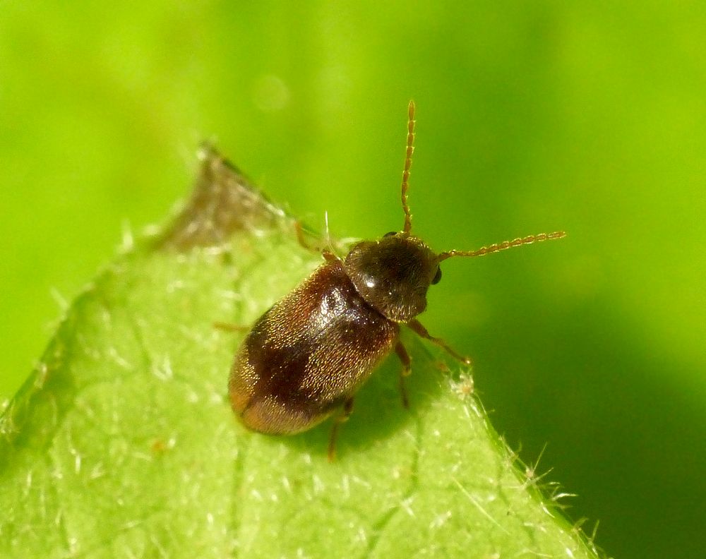 Efeu-Pochkäfer (Ochina ptinoides)