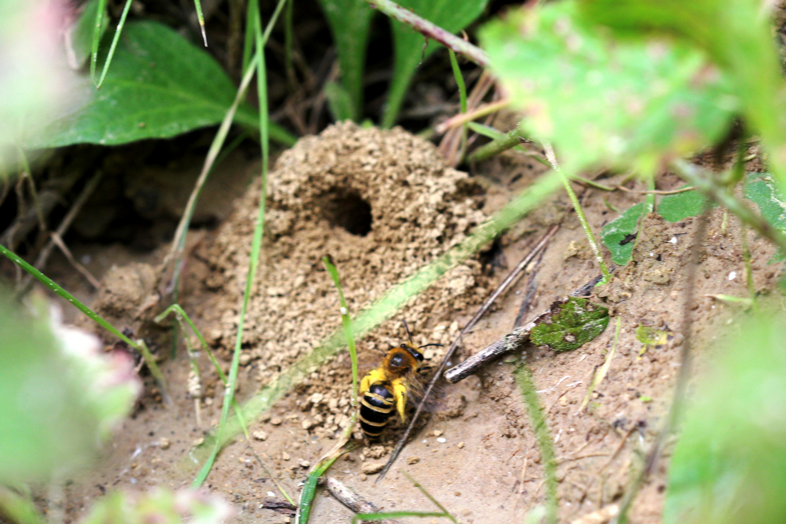 Efeu Seidenbiene (Colletes hederae)