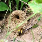 Efeu Seidenbiene (Colletes hederae)