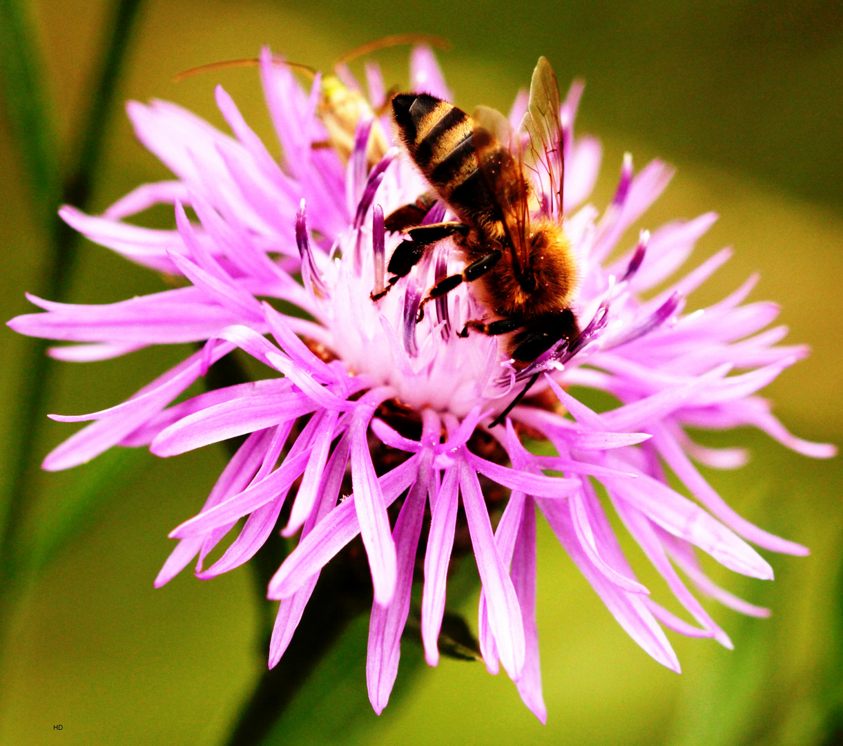 Efeu-Seidenbiene (Colletes hederae)