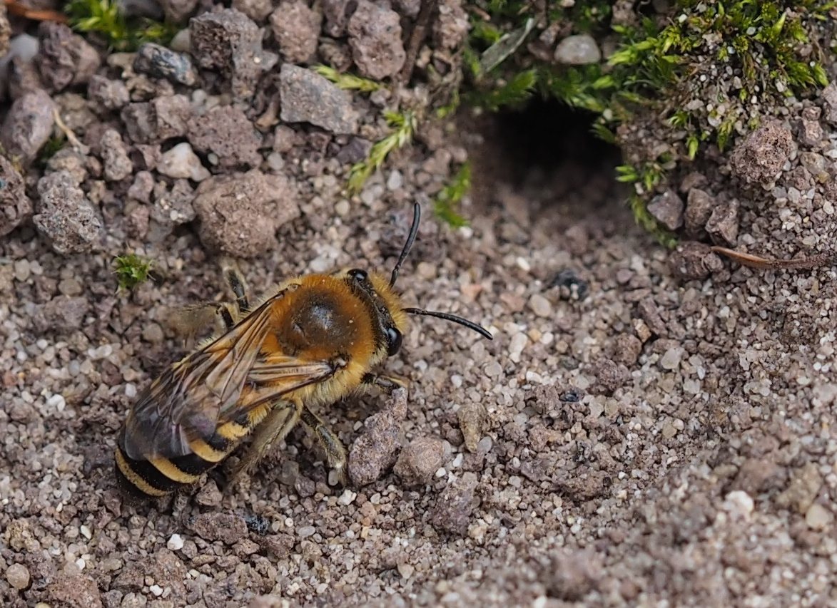 Efeu-Seidenbiene (Colletes hederae)