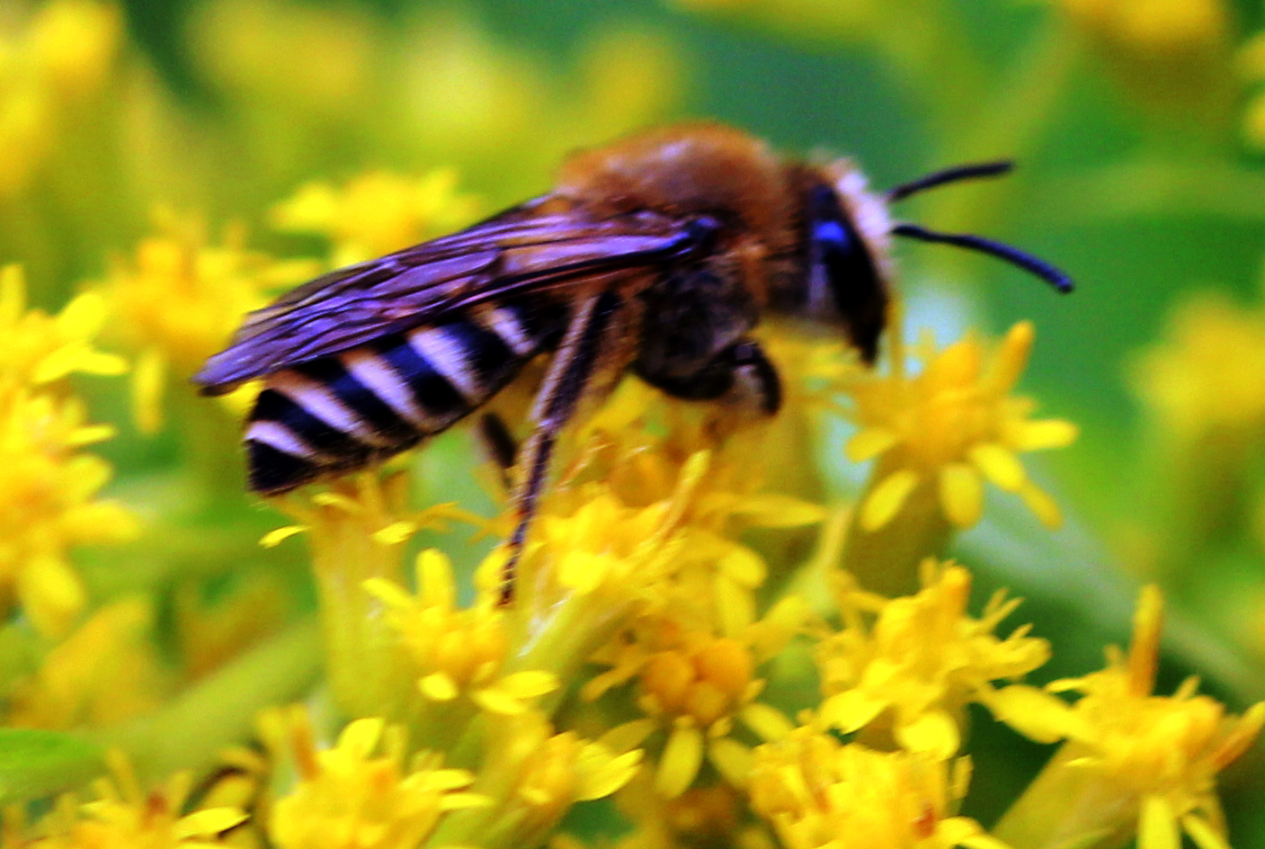 Efeu-Seidenbiene (Colletes hederae) auf Goldrute