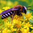 Efeu-Seidenbiene (Colletes hederae) auf Goldrute