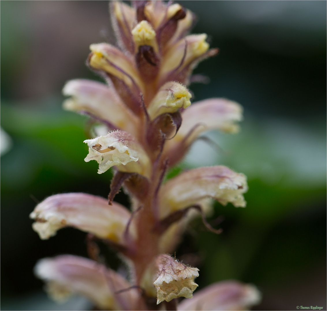 Efeu-Sommerwurz (Orobanche hederae)?