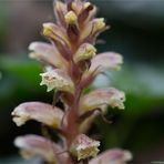 Efeu-Sommerwurz (Orobanche hederae)?