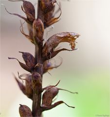 Efeu-Sommerwurz (Orobanche hederae).