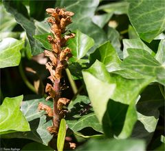 Efeu-Sommerwurz (Orobanche hederae)