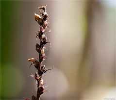 Efeu-Sommerwurz (Orobanche hederae)