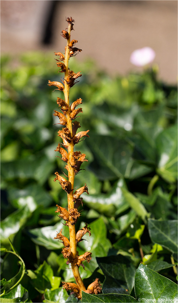 Efeu-Sommerwurz (Orobanche hederae)