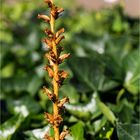 Efeu-Sommerwurz (Orobanche hederae)