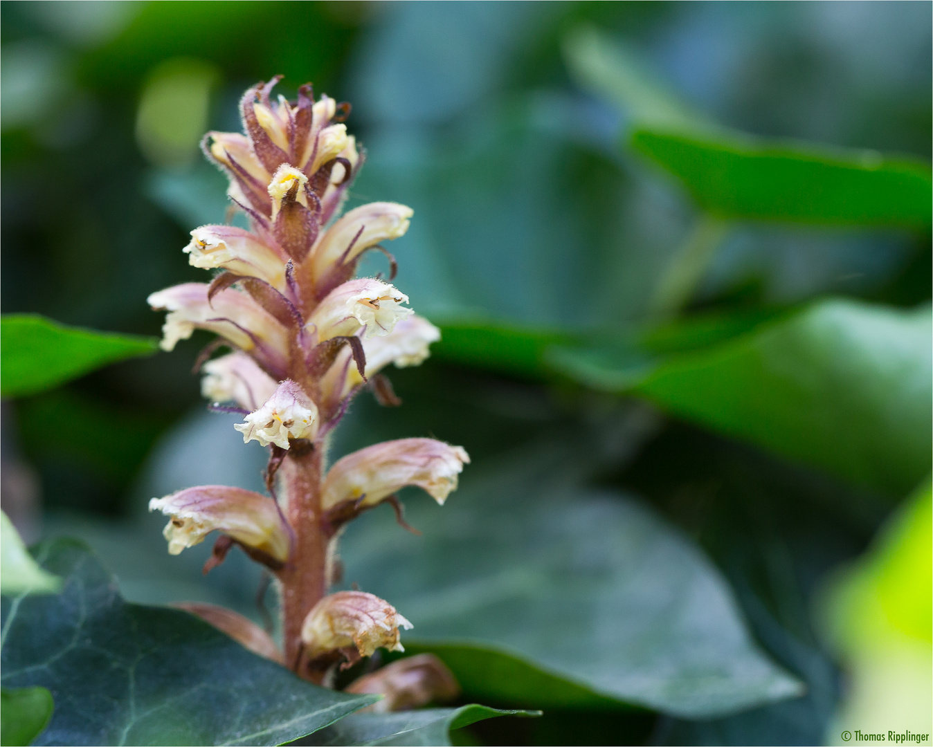 Efeu-Sommerwurz (Orobanche hederae)