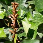 Efeu-Sommerwurz (Orobanche hederae)