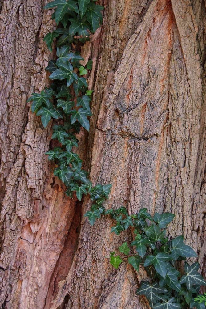 Efeu und Baumrinde