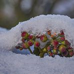 Efeubeeren mit Durchblick