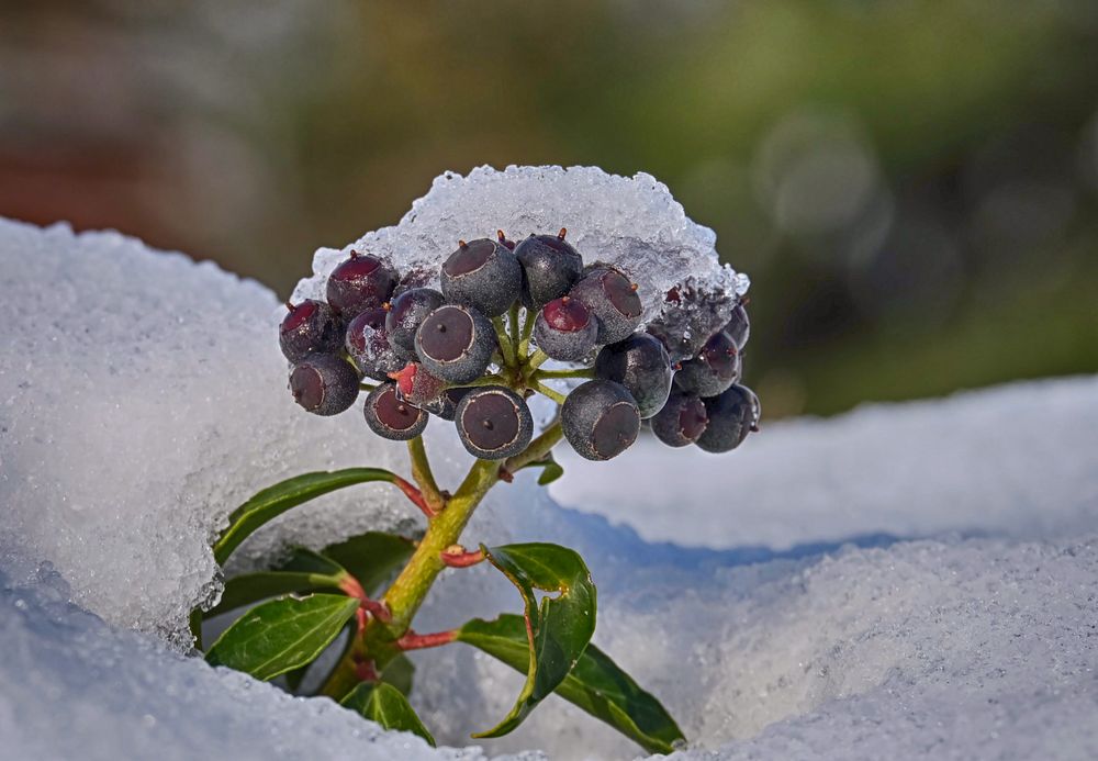 Efeubeeren mit Häubchen Foto &amp; Bild | pflanzen, pilze &amp; flechten ...