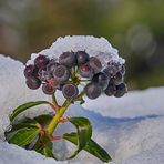 Efeubeeren mit Häubchen