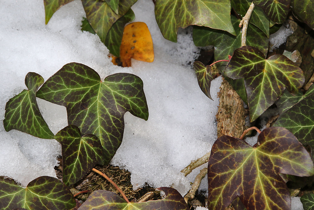 Efeublätter im Schnee