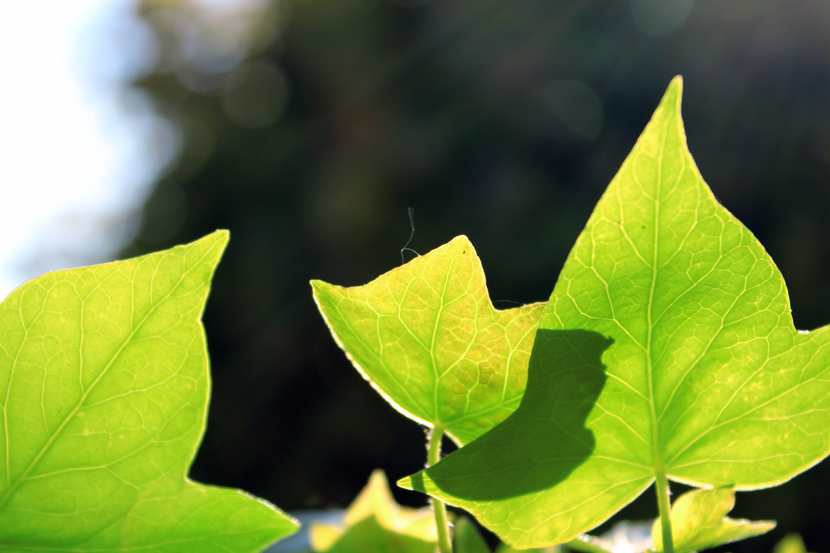 Efeublätter im Sonnenlicht