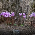 Efeublättriges Alpenveilchen