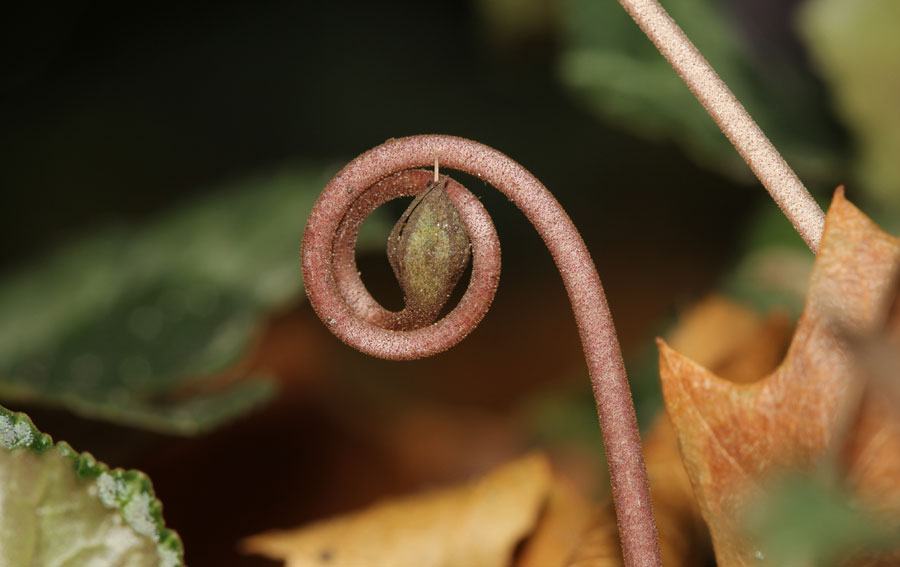 Efeublättriges Alpenveilchen (Cyclamen hederifolium)