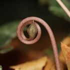 Efeublättriges Alpenveilchen (Cyclamen hederifolium)