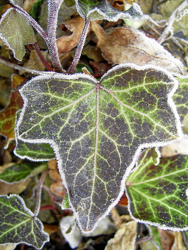 Efeublatt mit erstem Frost