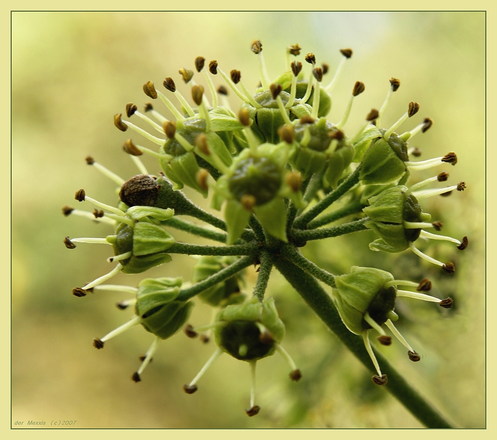 Efeublüte