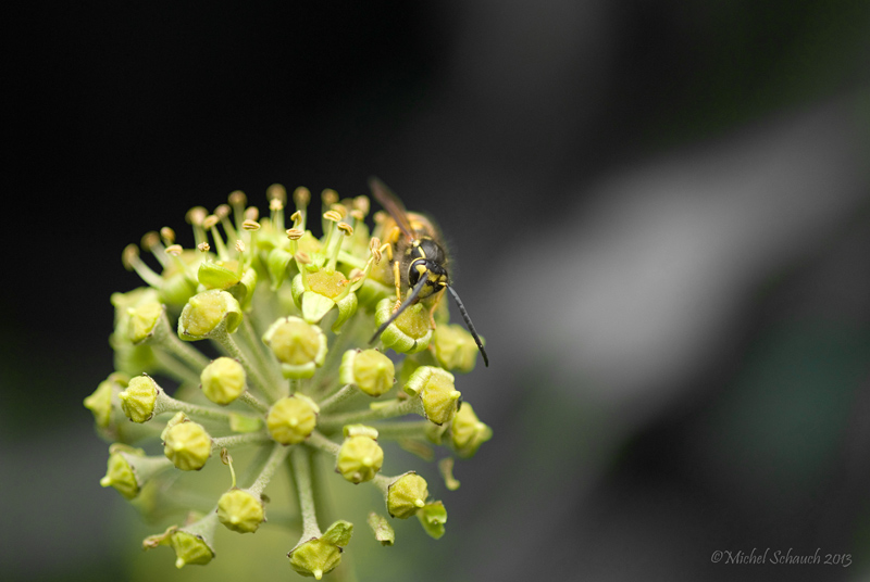 Efeublüte Ende September