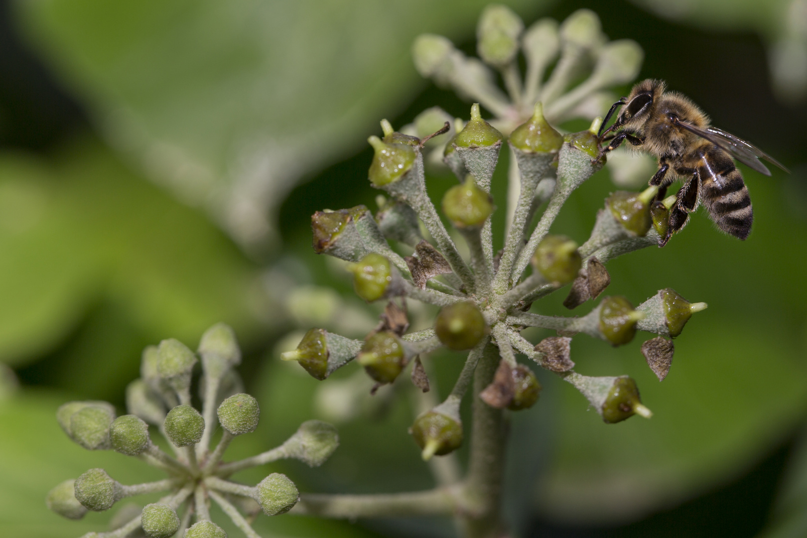 Efeublüte mit Biene