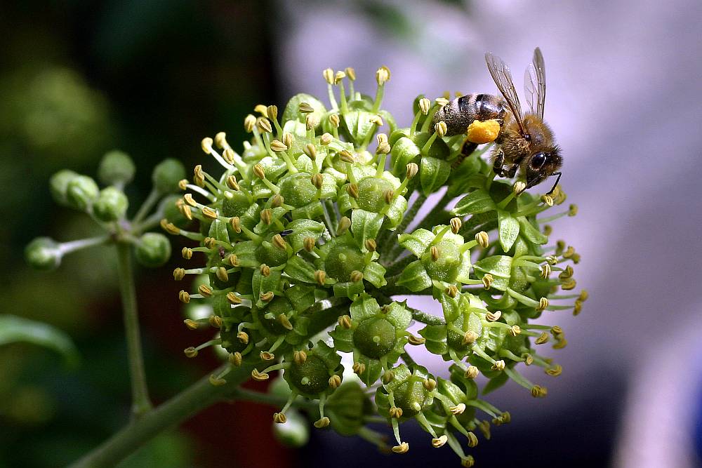 Efeublüte mit Insekt