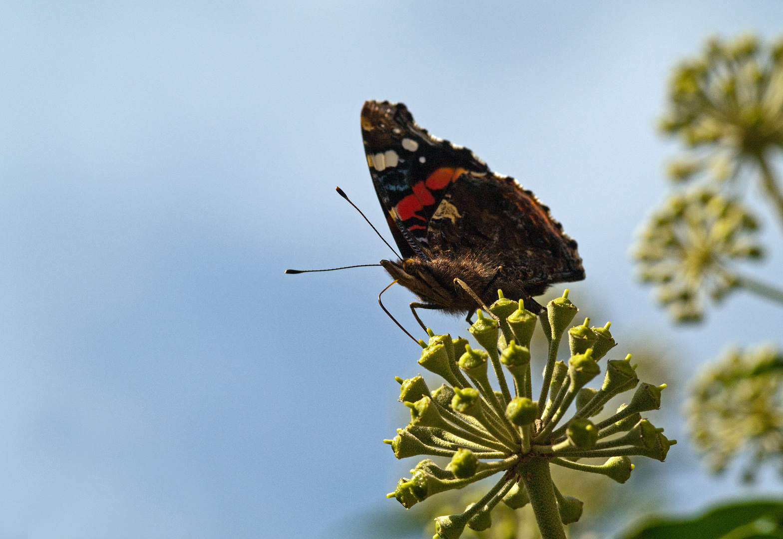 Efeublüten