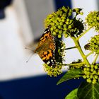 Efeublüten, Altes Haus im HG  und??