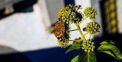 Efeublüten, Altes Haus im HG  und??