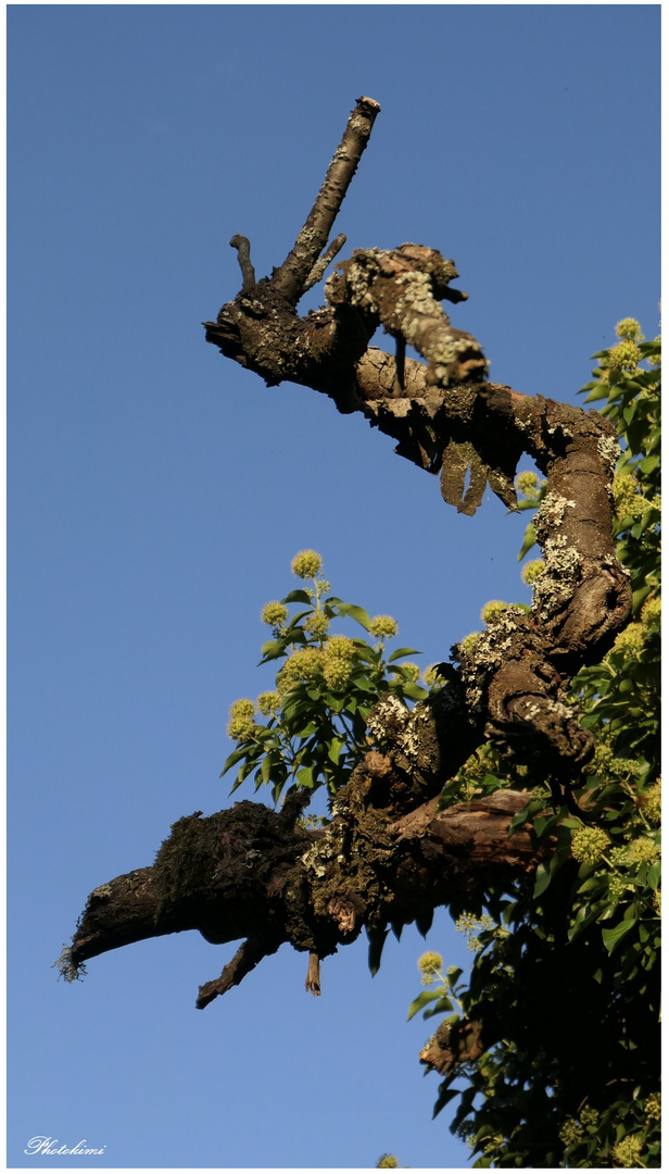 Efeublüten vor blauem Himmel