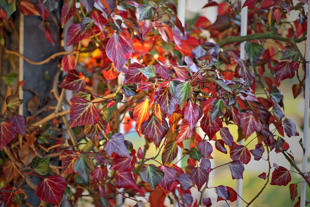 Efeulaub in den Herbstfarben