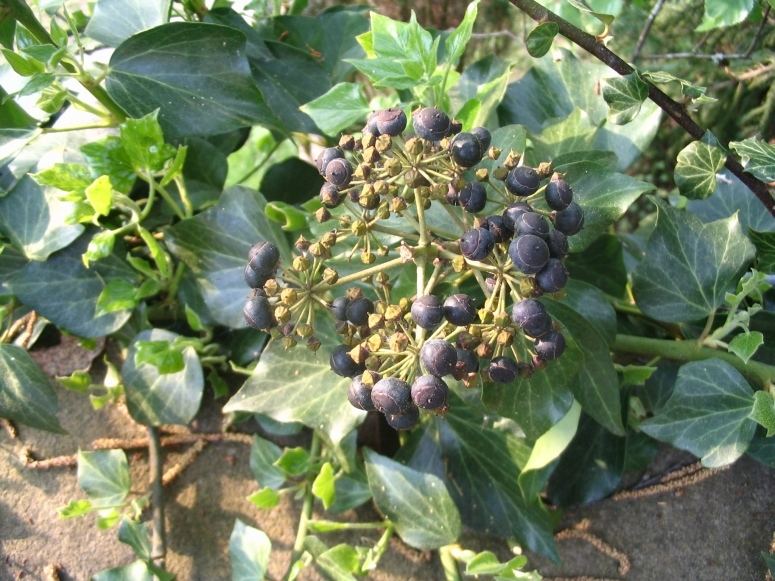 Efeuranke mit Früchten